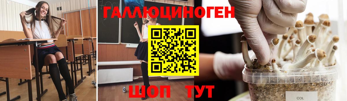 Галлюциногенные грибы Psilocybe Лесосибирск